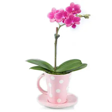 phalaenopsis orchid GIFT to usa eeuu