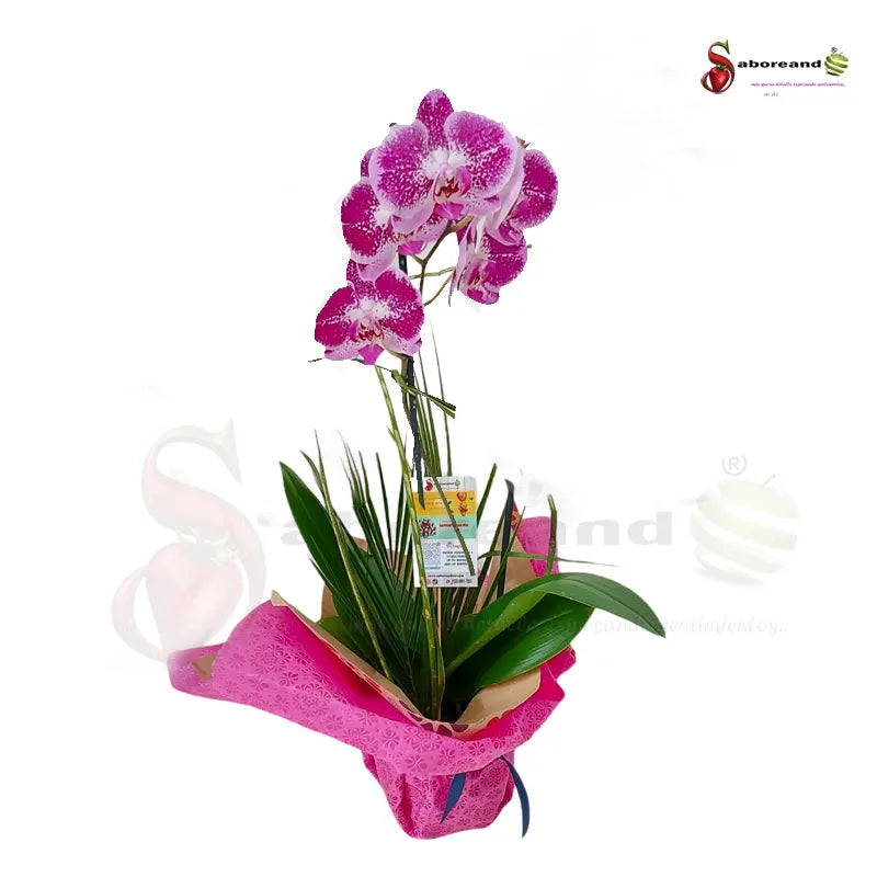 Orquídea Elegante